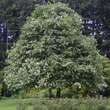 Sorbus aria 'Lutescens': Bild 6/8