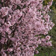 Prunus nipponica 'Ruby': Bild 3/6