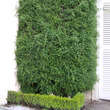Jasminum nudiflorum: Bild 5/5