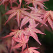 Acer palmatum 'Shin-deshojo': Bild 4/6