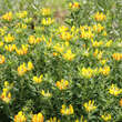 Chamaecytisus supinus: Bild 3/4