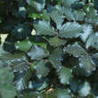 Fagus sylvatica 'Tortuosa Purpurea': Bild 2/4