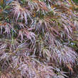 Acer palmatum 'Ornatum': Bild 2/6