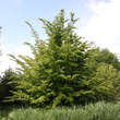 Parrotia persica: Bild 8/9