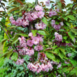 Prunus serrulata 'Kanzan': Bild 4/6