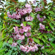 Prunus serrulata 'Kanzan': Bild 4/6