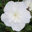 Hibiscus syriacus 'White Chiffon': Bild 2/3