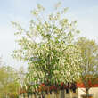 Prunus padus 'Watereri': Bild 4/4