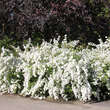 Spiraea cantoniensis 'Lanceata': Bild 5/6