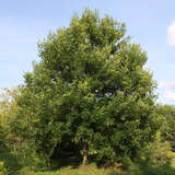 Acer monspessulanum - Französischer Ahorn