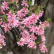 Prunus tenella 'Fire Hill': Bild 3/3