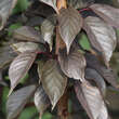 Prunus serrulata 'Royal Burgundy': Bild 5/6