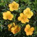 Potentilla frut. 'Hopleys Orange' - Fünffingerstrauch