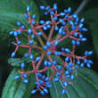 Viburnum davidii: Bild 2/3