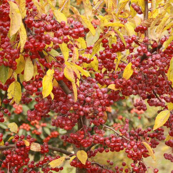 Malus 'Calocarpa': Bild 7/8