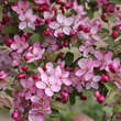 Malus 'Nicoline': Bild 3/7