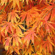 Acer palmatum 'Omuryama'      H125+: Bild 2/5
