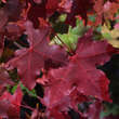 Acer 'Pacific Sunset': Bild 10/10
