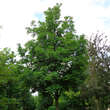 Fraxinus excelsior 'Altena': Bild 2/3