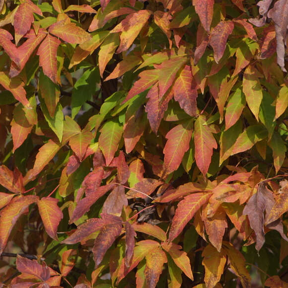 Acer triflorum: Bild 5/7