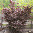 Corylus maxima 'Purpurea': Bild 3/4