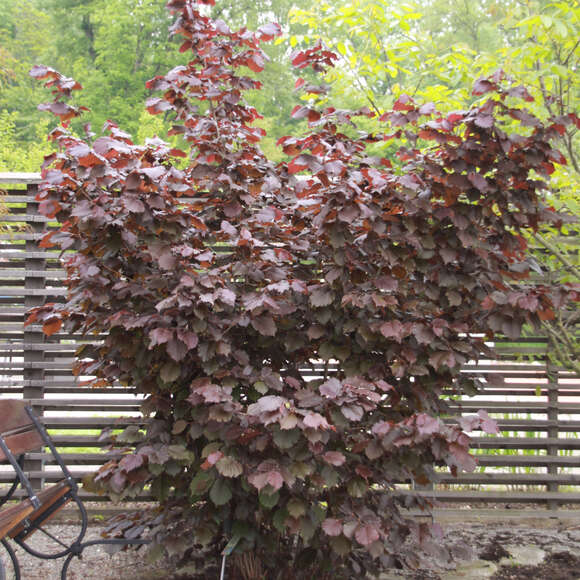 Corylus maxima 'Purpurea': Bild 3/4 Corylus maxima 'Purpurea': Bild 3/4