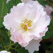 Rose 'Peach Blossom': Bild 2/4