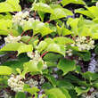 Actinidia arguta 'Nostino' (M): Bild 1/1