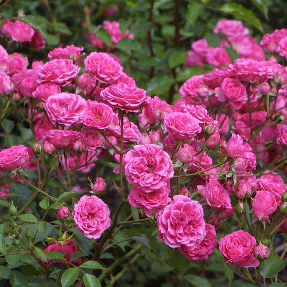 Rose 'Elmshorn': Bild 3/5 Rose 'Elmshorn': Bild 3/5