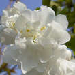 Prunus avium 'Plena': Bild 2/4