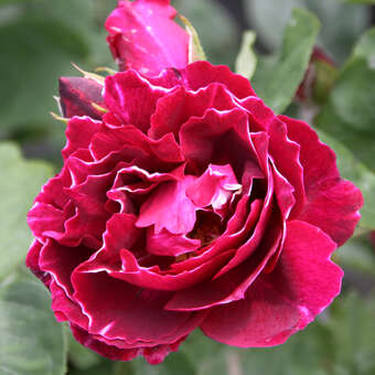 Rose 'Baron Girod de l'Ain (perp.): Bild 6/6