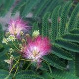 Albizia julibrissin 'Ombrella' - Schirm-Seidenbaum