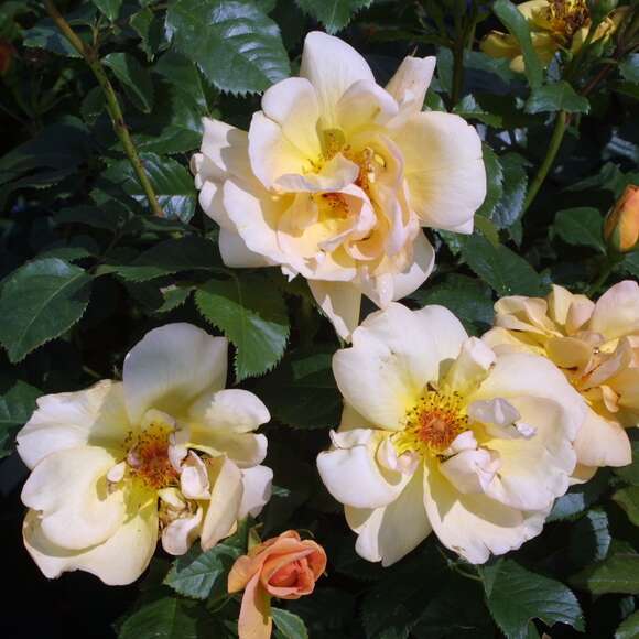 Rose 'Maigold' (pimpinellifolia): Bild 2/7 Rose 'Maigold' (pimpinellifolia): Bild 2/7