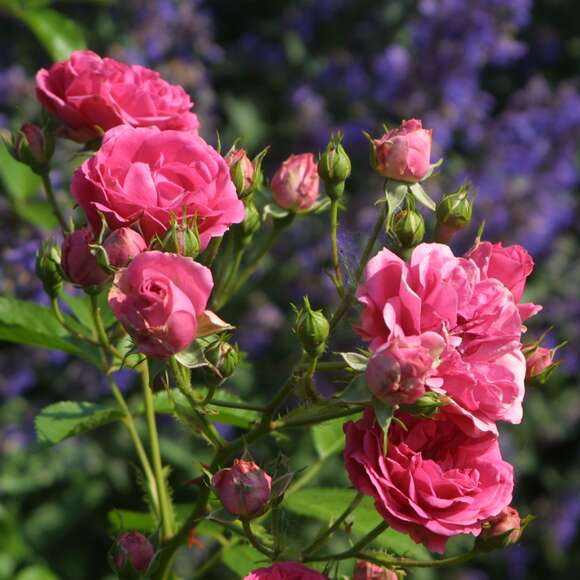 Rose 'Elmshorn': Bild 4/5 Rose 'Elmshorn': Bild 4/5