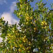 Caragana arborescens: Bild 2/6