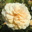 Rose 'Buff Beauty' (moschata): Bild 3/4