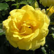 Rose 'Rimosa': Bild 5/6