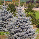 Blaufichte - Picea pungens 'Oldenburg'