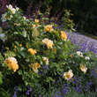 Rose 'Maigold' (pimpinellifolia): Bild 5/5