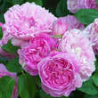 Rose 'Mary Rose': Bild 3/5