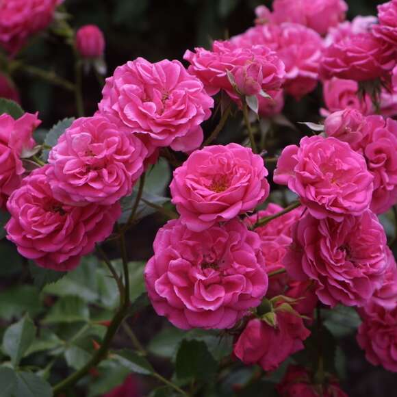 Rose 'Elmshorn': Bild 2/5 Rose 'Elmshorn': Bild 2/5