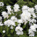 Philadelphus 'Virginal Compacta' - Kugelförmiger Jasmin