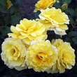 Rose 'Rimosa': Bild 3/6