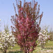 Prunus 'Collingwood Ingram': Bild 8/10