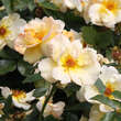 Rose 'Maigold' (pimpinellifolia): Bild 4/5