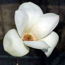 Zylinder-Magnolie - Magnolia cylindrica