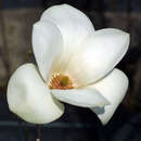 Magnolia cylindrica - Zylinder-Magnolie
