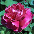 Rose 'Baron Girod de l'Ain (perp.): Bild 5/6