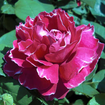 Rose 'Baron Girod de l'Ain (perp.): Bild 5/6