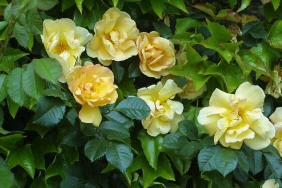Rose 'Maigold' (pimpinellifolia): Bild 3/7 Rose 'Maigold' (pimpinellifolia): Bild 3/7